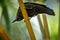 Carib Grackle sitting on palm tree in garden, Trinidad and Tobago, black bird perching on branch,colorful and beautiful background