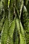 Caribbean agave at garden