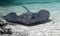 Caribbean Atlantic Stingray