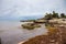 Caribbean beach full of sargassum seaweeds