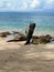 Caribbean beach and stranded wood in Guadeloupe.