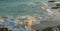 Caribbean beach at sunset with white sand and lava rocks