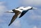 Caribbean Booby in flight