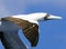 Caribbean Booby gull in flight