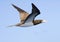 Caribbean Booby gull flying high