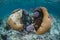 Caribbean Brain Coral and Sea Fans