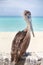 Caribbean brown Pelican posing in front of photographer by the sea