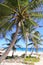 Caribbean coconut palm trees tuquoise sea