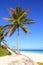 Caribbean coconut palm trees in tuquoise sea