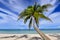 Caribbean coconut palm trees in tuquoise sea