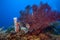 Caribbean coral garden gorgonian sea fan