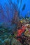 Caribbean coral garden gorgonian sea fan