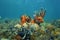 Caribbean coral reef underwater in Panama