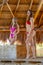Caribbean Elegance: Twin Goddesses Grace a Beach Hut in Pink Bikinis