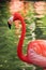 Caribbean flamingo