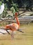 Caribbean Flamingo