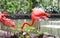 Caribbean flamingo aka American flamingo