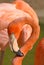 Caribbean Flamingo Curled Neck