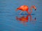 Caribbean Flamingo feeding on the Gotomeer, Bonaire, Dutch Antilles.