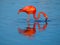 Caribbean Flamingo feeding on the Gotomeer, Bonaire, Dutch Antilles.