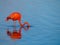 Caribbean Flamingo feeding on the Gotomeer, Bonaire, Dutch Antilles.