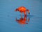 Caribbean Flamingo feeding on the Gotomeer, Bonaire, Dutch Antilles.