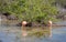 CARIBBEAN FLAMINGO, GALAPAGOS ISLANDS