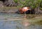 CARIBBEAN FLAMINGO, GALAPAGOS ISLANDS