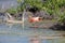 CARIBBEAN FLAMINGO, GALAPAGOS ISLANDS