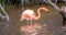 CARIBBEAN FLAMINGO, GALAPAGOS ISLANDS