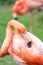 Caribbean flamingo grooming his feathers