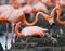 Caribbean flamingo on a nest with chicks. Cuba.