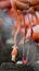 Caribbean flamingo on a nest with chicks. Cuba.