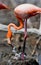 Caribbean flamingo on a nest with chicks. Cuba.