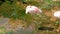 Caribbean Flamingo Phoenicopterus Chilensis.