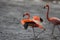 Caribbean Flamingo (Phoenicopterus ruber)