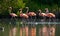 Caribbean flamingo standing in water with reflection. Cuba.