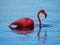 Caribbean Flamingo swimming on the Gotomeer, Bonaire, Dutch Antilles.