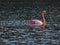 Caribbean Flamingo swimming on the Gotomeer, Bonaire, Dutch Antilles.