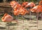 Caribbean Flamingos