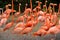 Caribbean flamingos