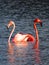 Caribbean Flamingos court on the Gotomeer, Bonaire, Dutch Antilles.