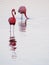 Caribbean Flamingos feeding on the Gotomeer, Bonaire, Dutch Antilles.