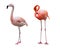 Caribbean Flamingos isolated on white background