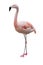 Caribbean Flamingos isolated on white background.