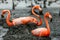 Caribbean flamingos on the nests