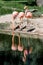 Caribbean flamingos perched on the shore of a lake