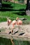 Caribbean flamingos perched on the shore of a lake