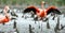 Caribbean flamingos Phoenicopterus ruber ruber.