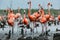 Caribbean flamingos Phoenicopterus ruber ruber on the nests